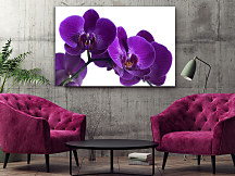 Obraz Queen orchid